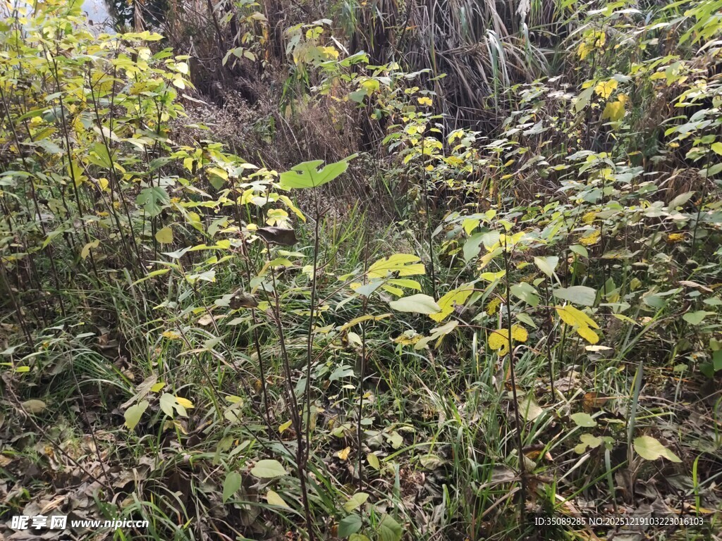 野外繁茂的绿色植物景观