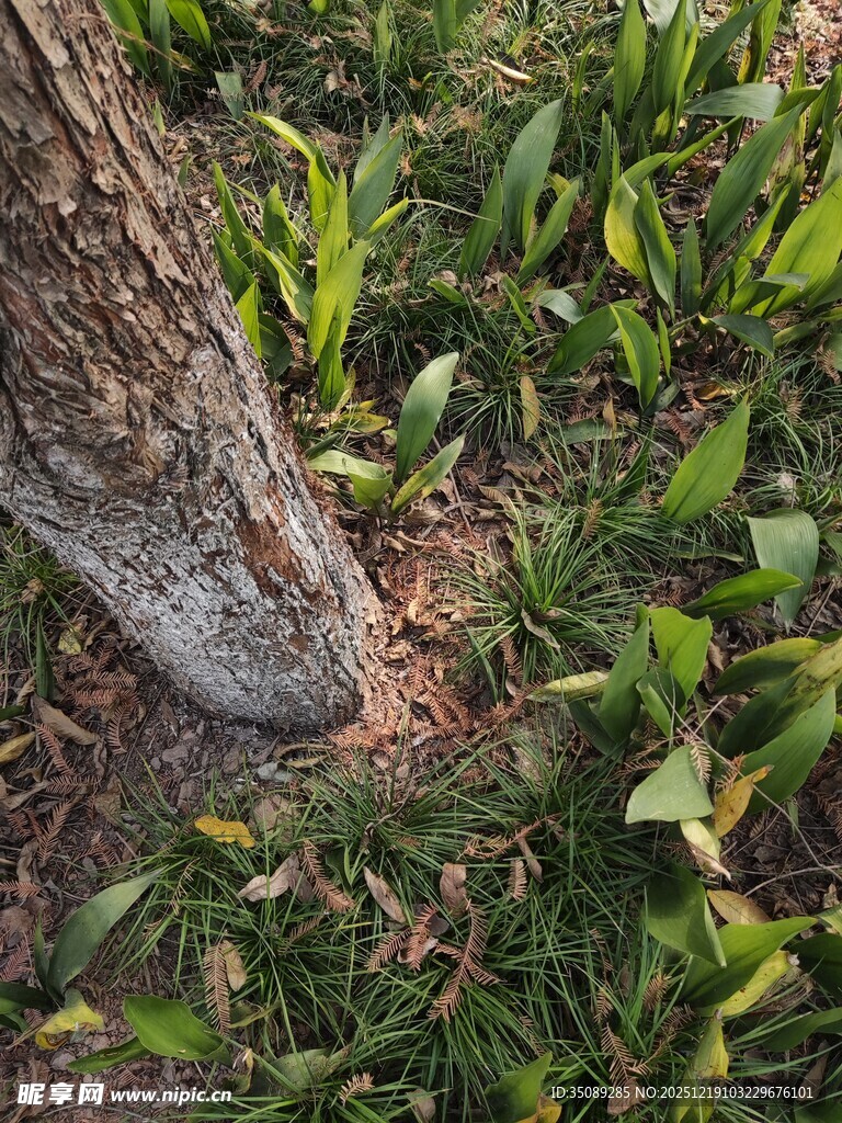 树干基部与周围绿植景象