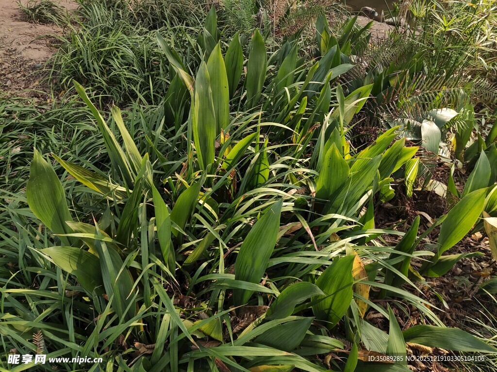 田间茂盛的绿色植物