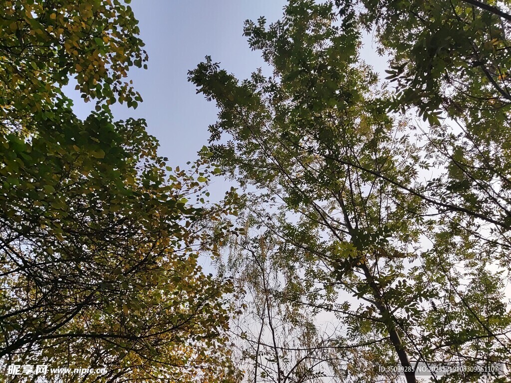 仰视葱郁树木与蓝天