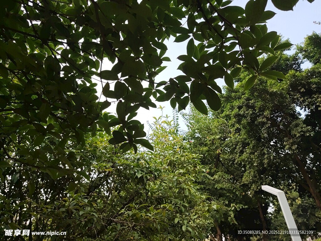 林间绿意仰望繁茂枝叶