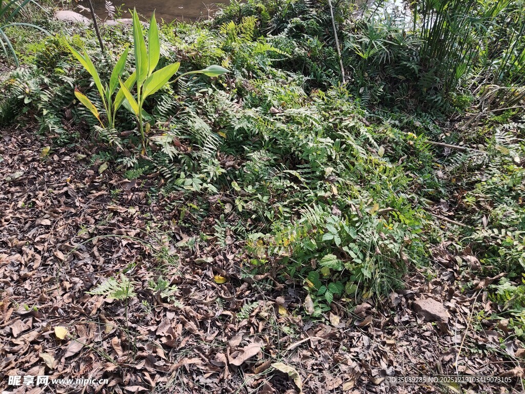 野外丛生的绿色植物