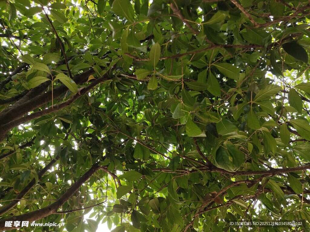 仰视繁茂树冠绿意盎然