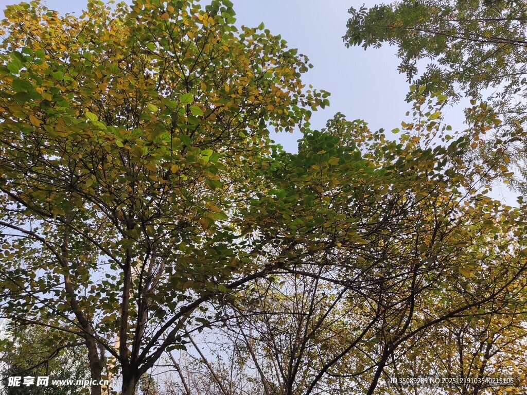 秋日树林树梢景致