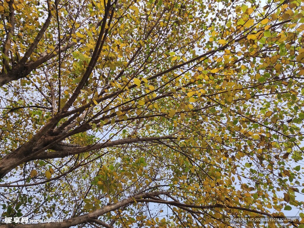 秋日树枝上的斑斓树叶