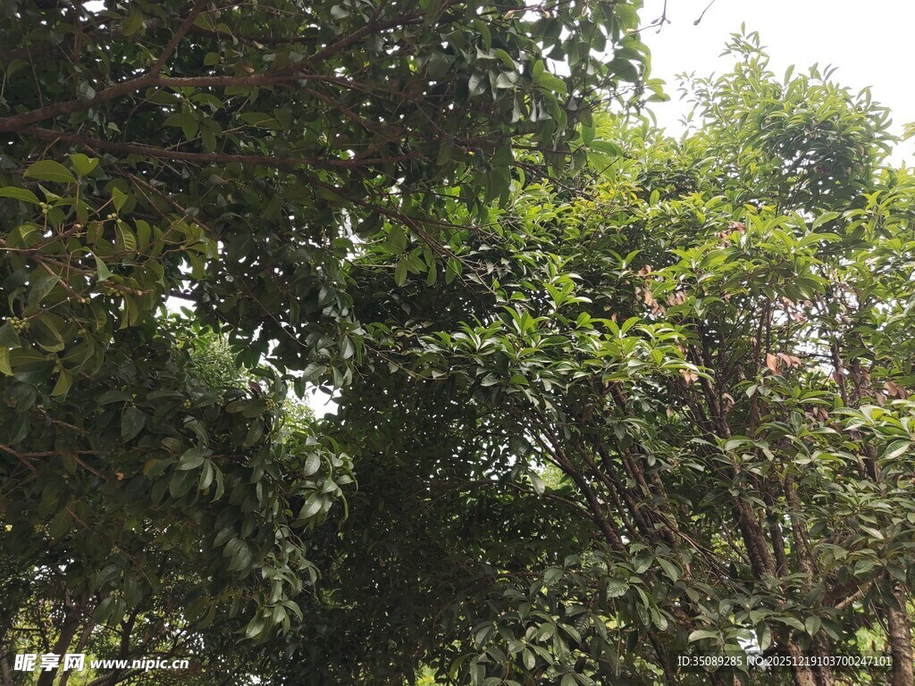 繁茂绿树展现自然生机