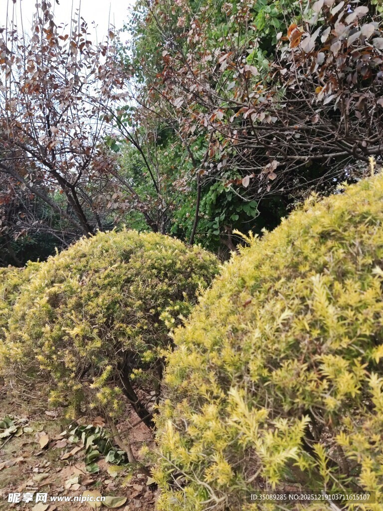 绿意盎然的灌木丛景观
