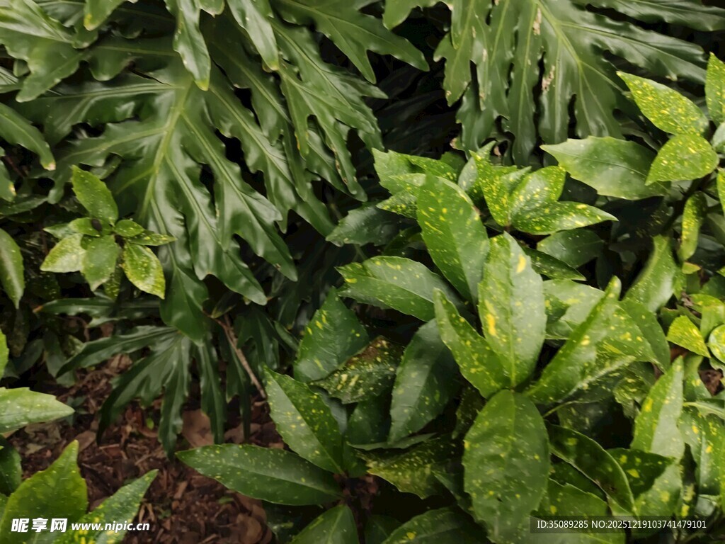 翠绿繁茂的多样植物景观