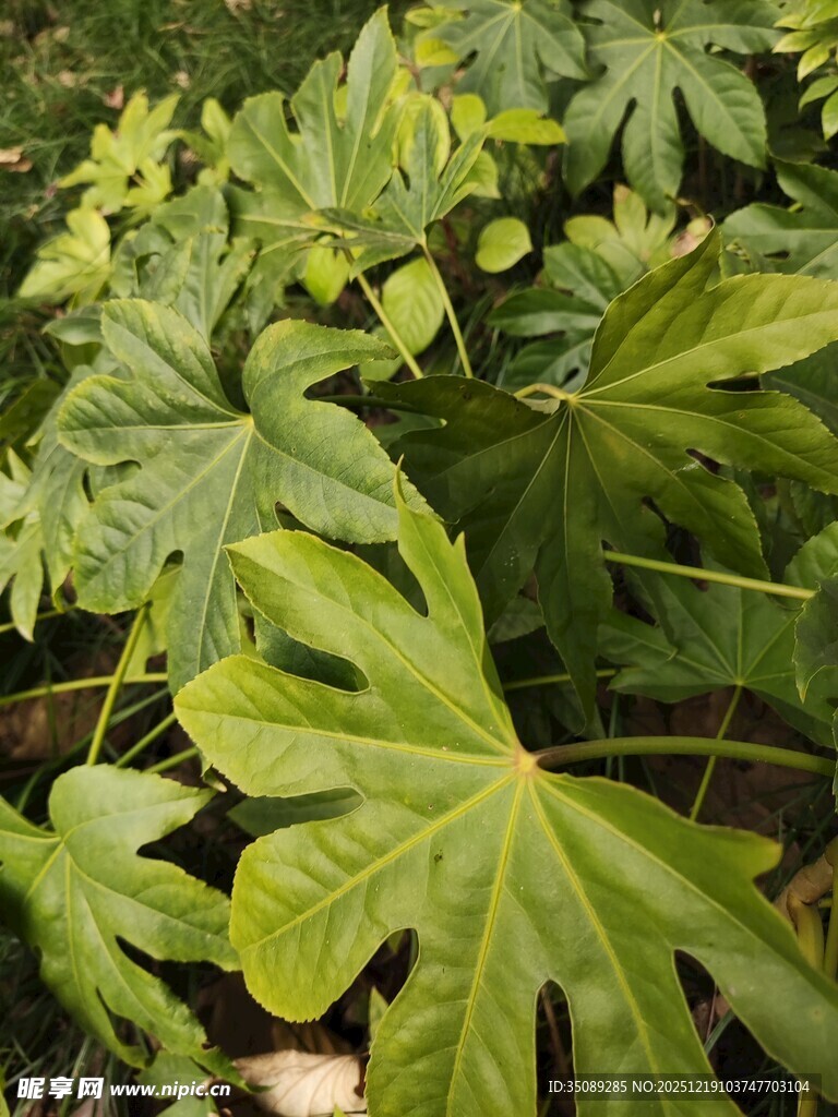 翠绿繁茂的掌状叶片植物