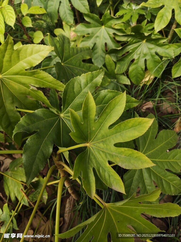 翠绿繁茂的掌状叶片植物