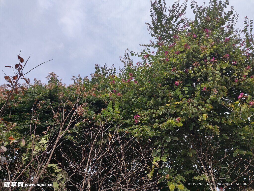 茂密树林中的繁茂绿植