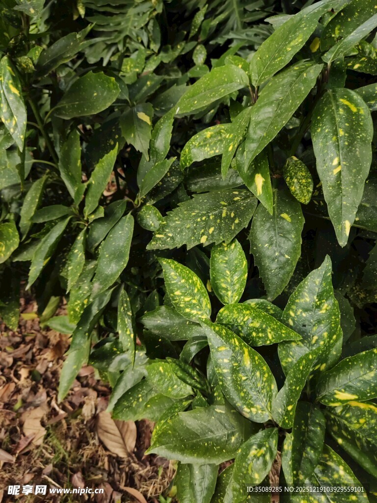 翠绿斑点植物特写