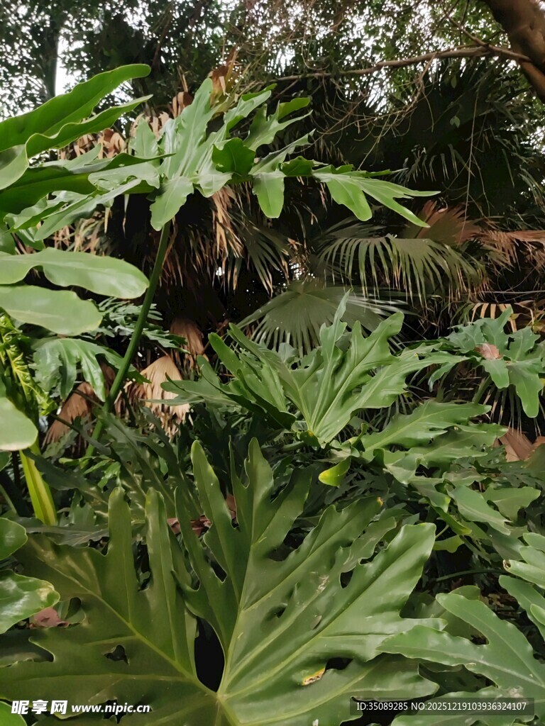 繁茂绿植中的自然景致