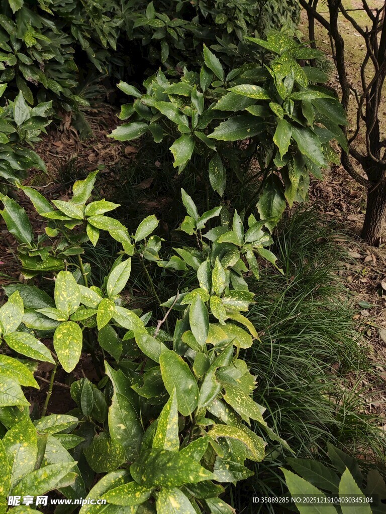 绿叶繁茂的植物景观