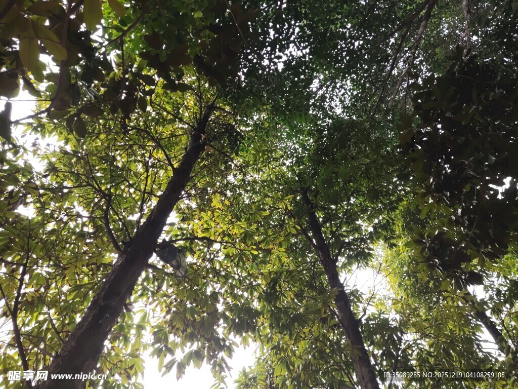 仰视茂密森林树冠美景