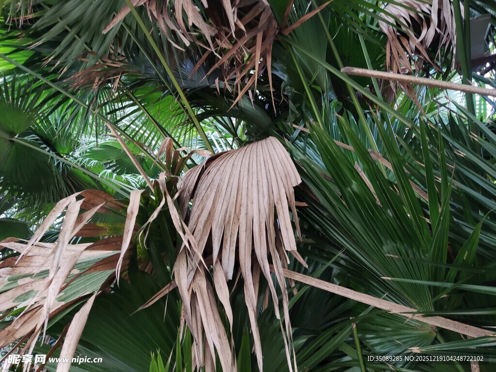 棕榈树叶特写