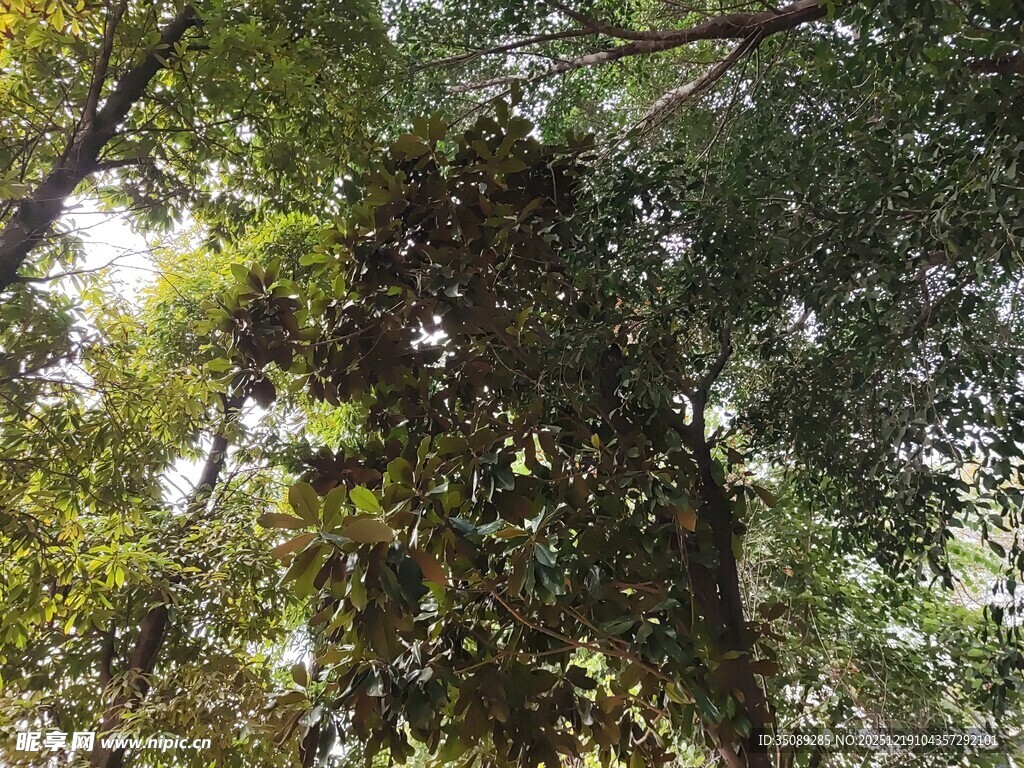 茂密树林中的繁茂枝叶