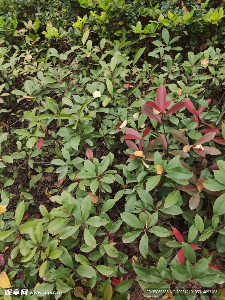 多彩叶片植物景观