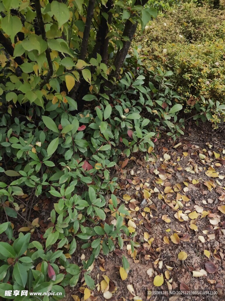落叶铺地的绿植角落