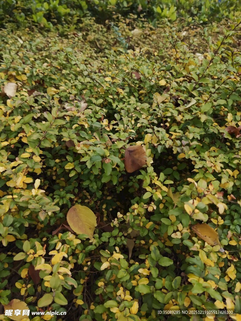 绿叶丛中的多彩叶片