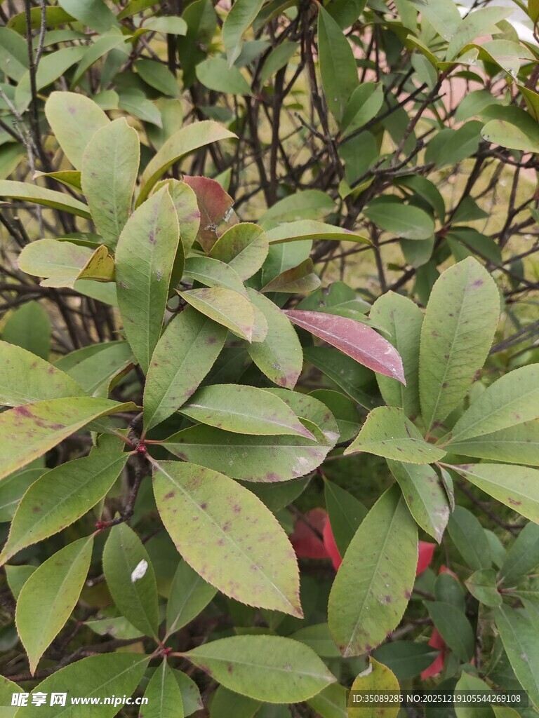 绿叶间的多彩植物景象