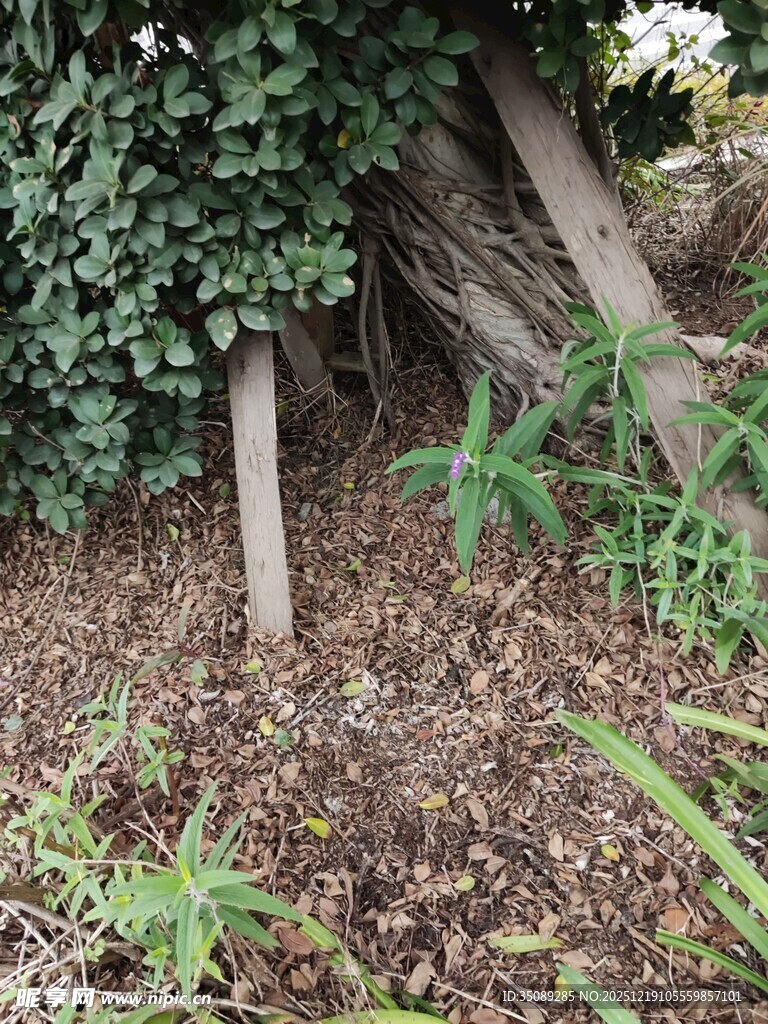 藤蔓缠绕的木桩景观