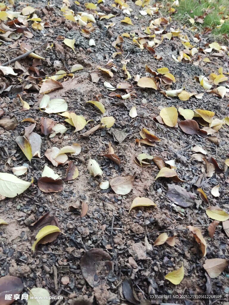 地面上的缤纷落叶