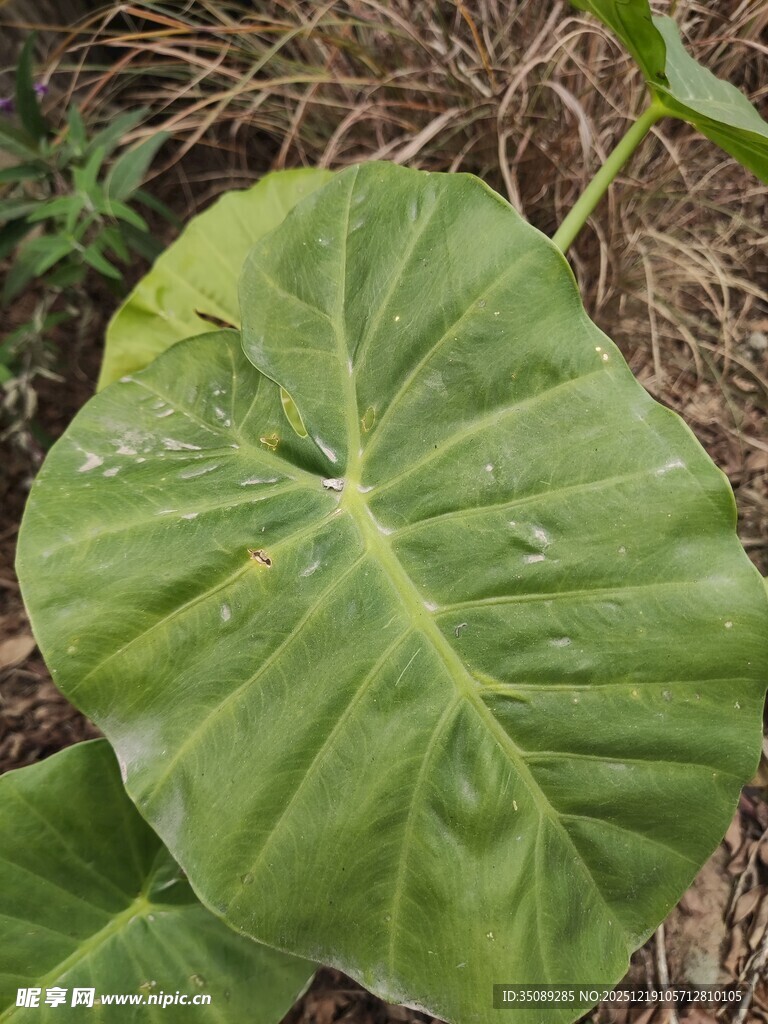巨大心形绿叶特写