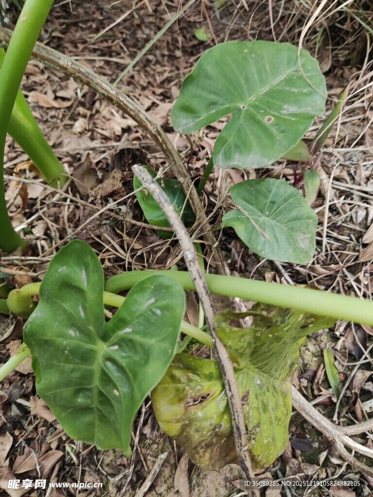 地面上的绿色植物幼苗