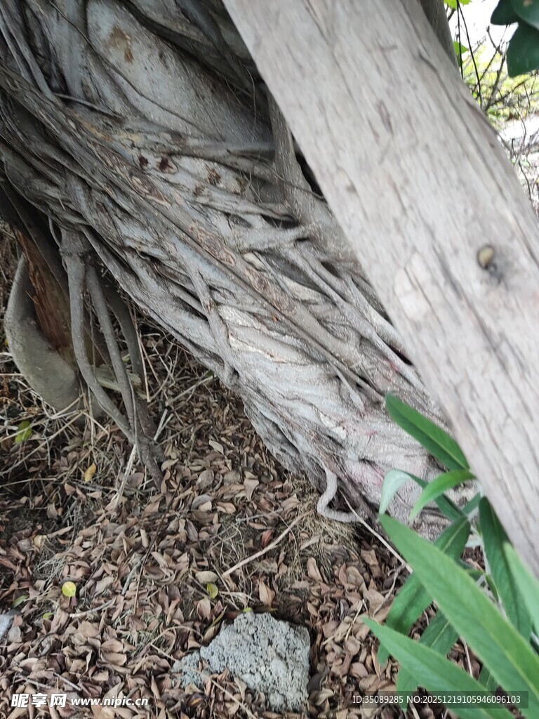 树根缠绕于木的自然景象