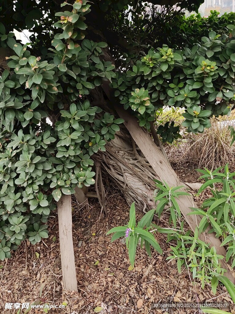 藤蔓缠绕树干的自然景象