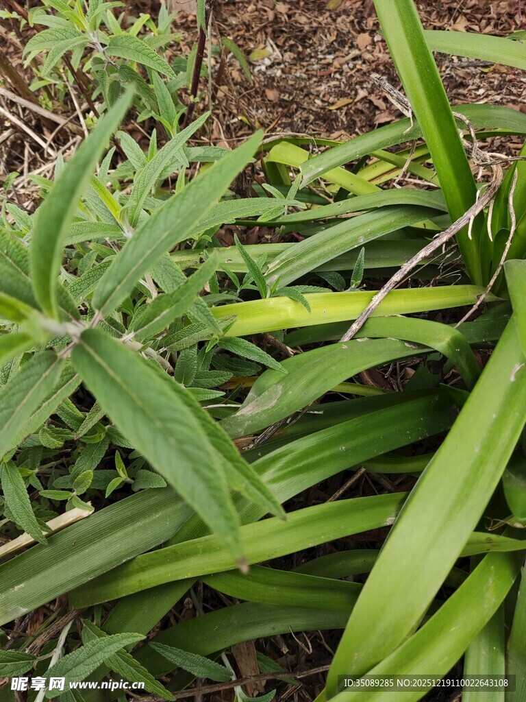 嫩绿草丛中的清新植物