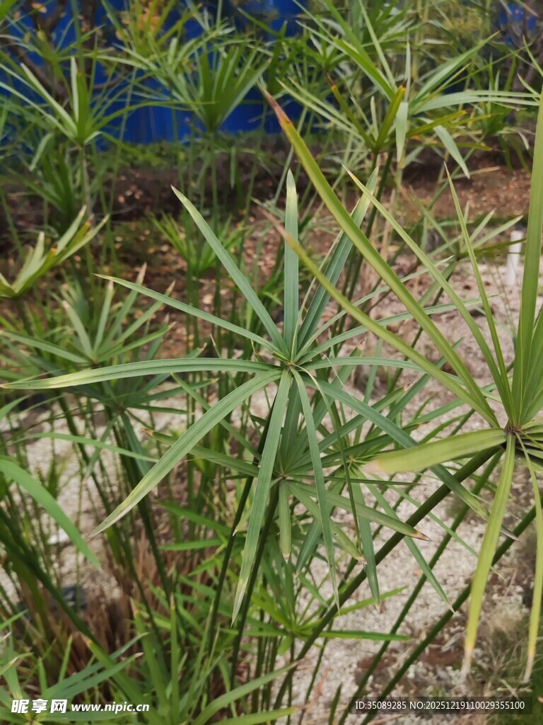 翠绿旱伞草植物特写