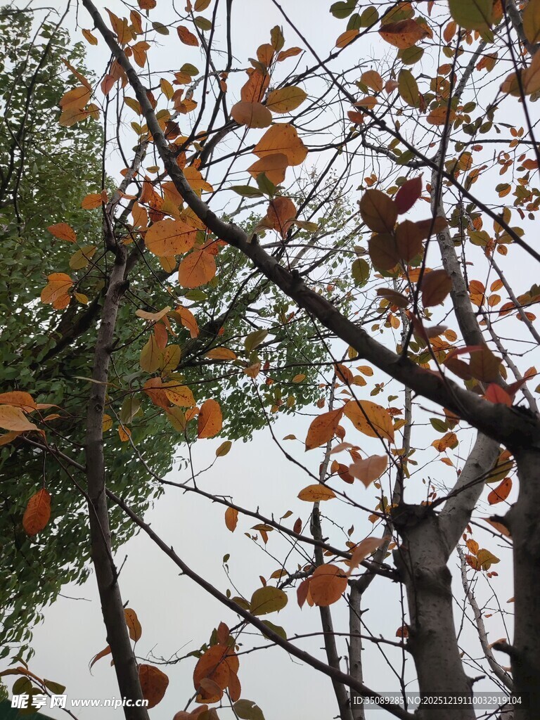 秋日枝头斑斓树叶