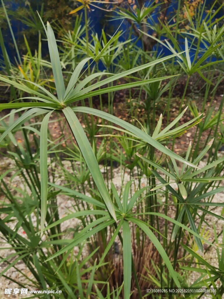 奇特绿植叶片如星芒