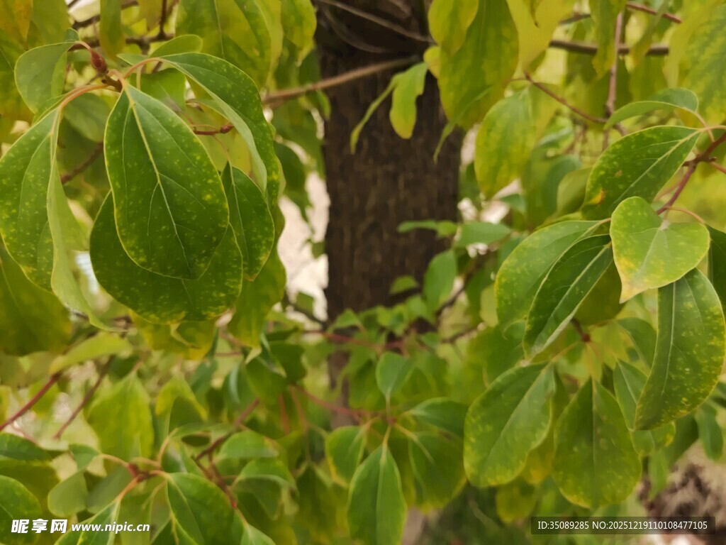 翠绿枝叶展现自然生机