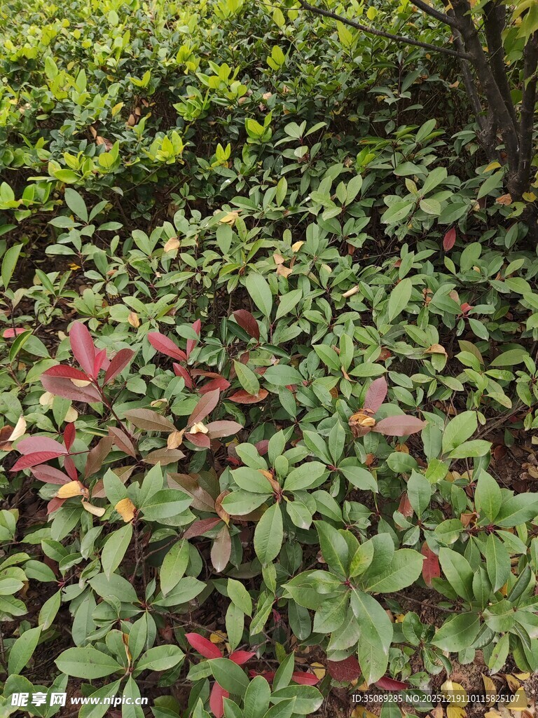 多彩植物景观