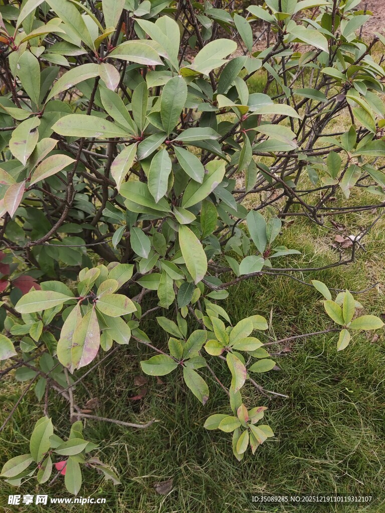 绿叶繁茂的灌木丛