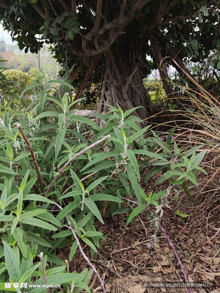 树下绿植景观