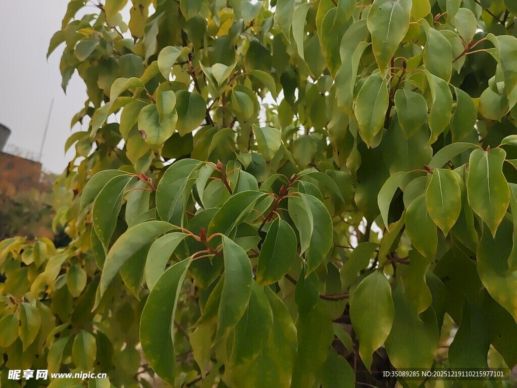 绿叶繁茂的树木特写