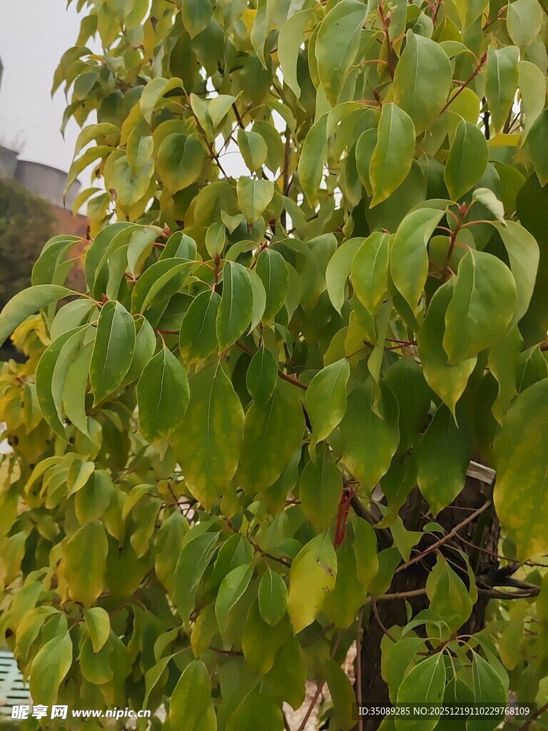 绿叶繁茂的树枝