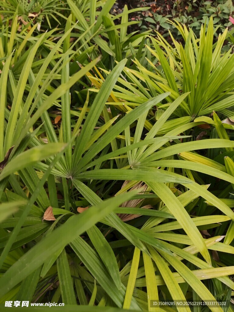 翠绿细长叶片的植物