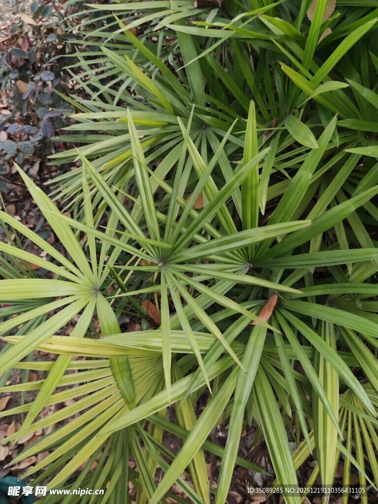 翠绿棕竹叶片特写