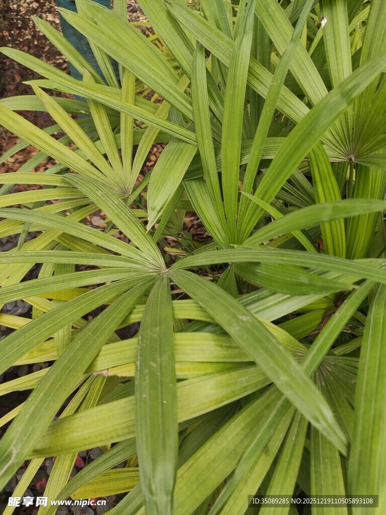 翠绿舒展的热带阔叶植物