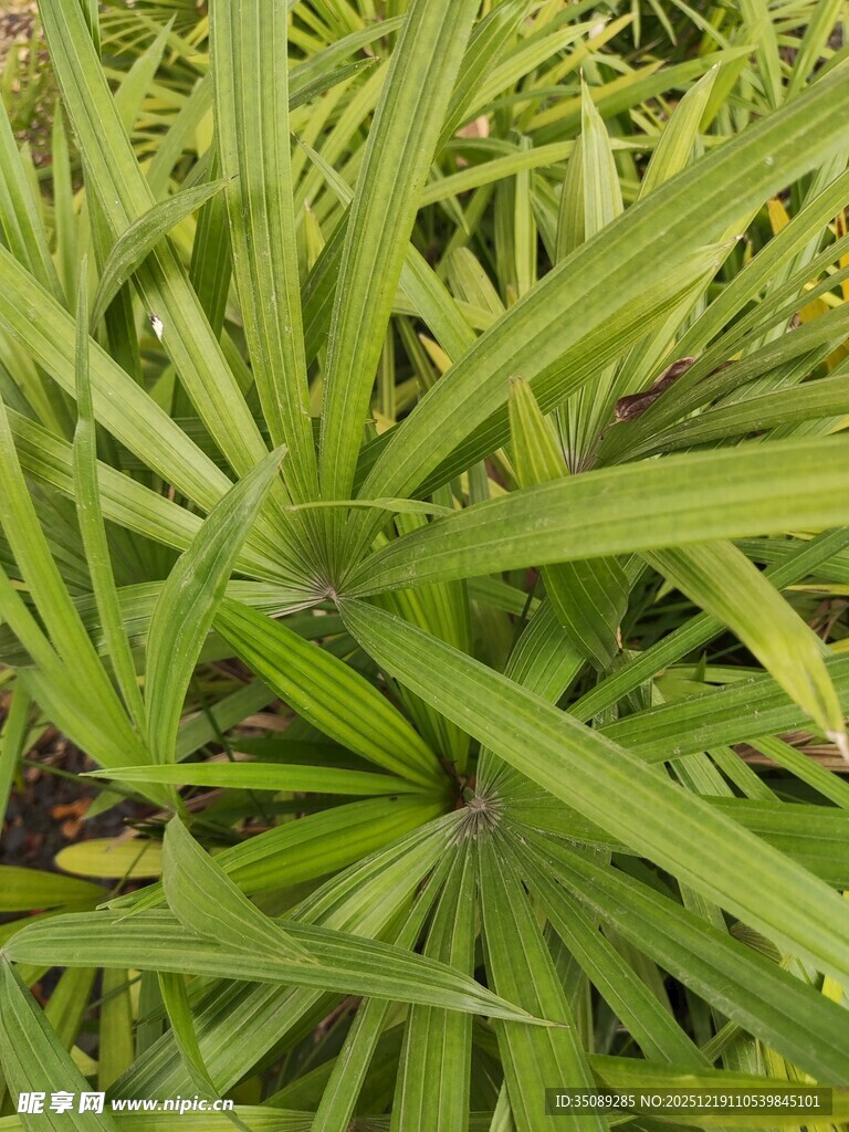 翠绿龙血树叶片特写