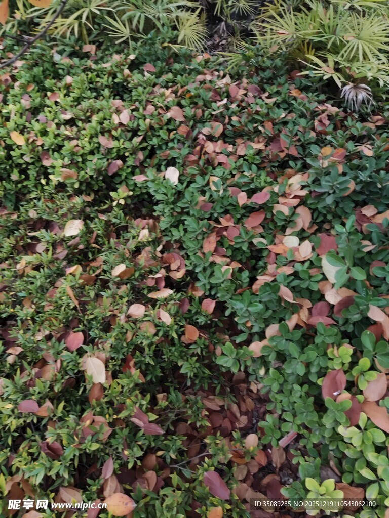 地面上多彩的蔓生植物