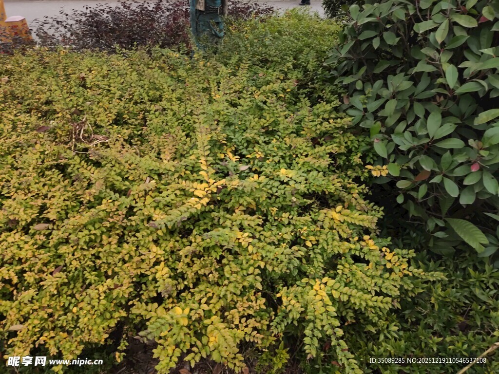 翠绿繁茂的灌木丛