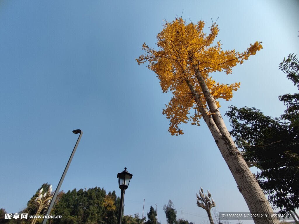 蓝天黄叶下的路灯与树木