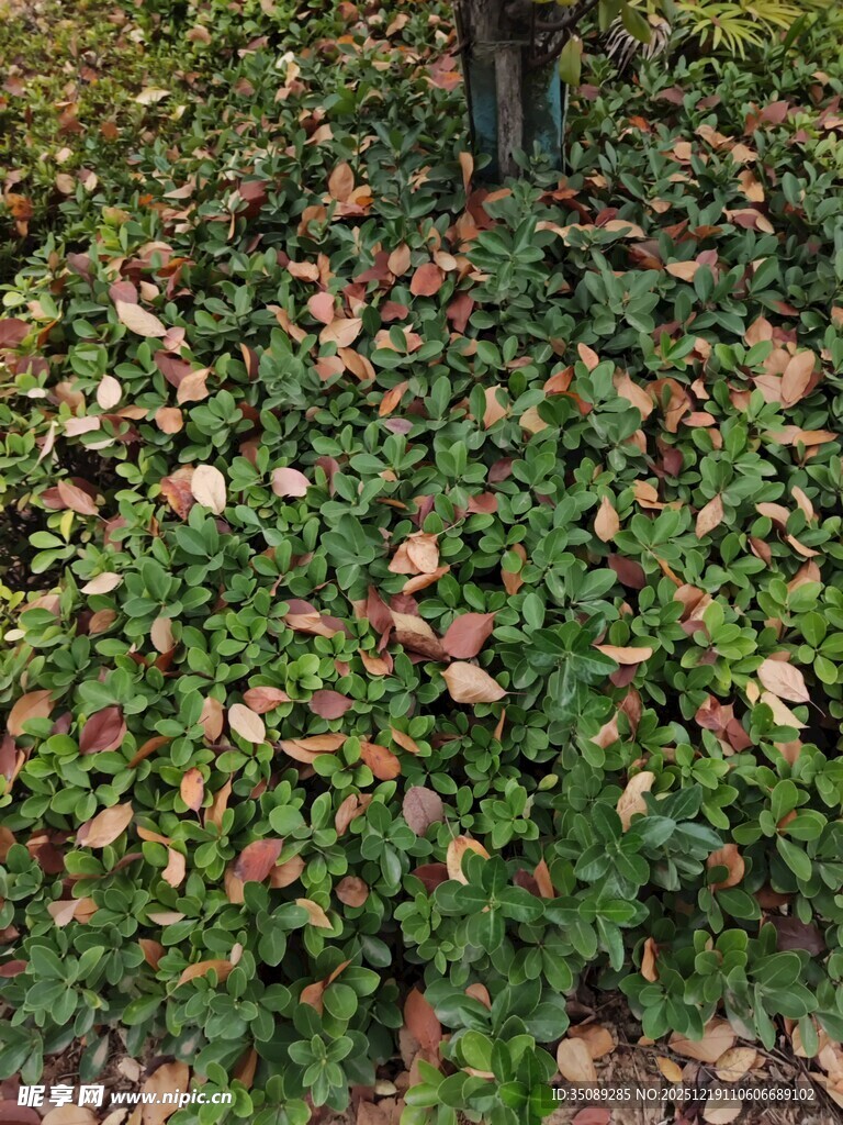 地面上的落叶与绿植