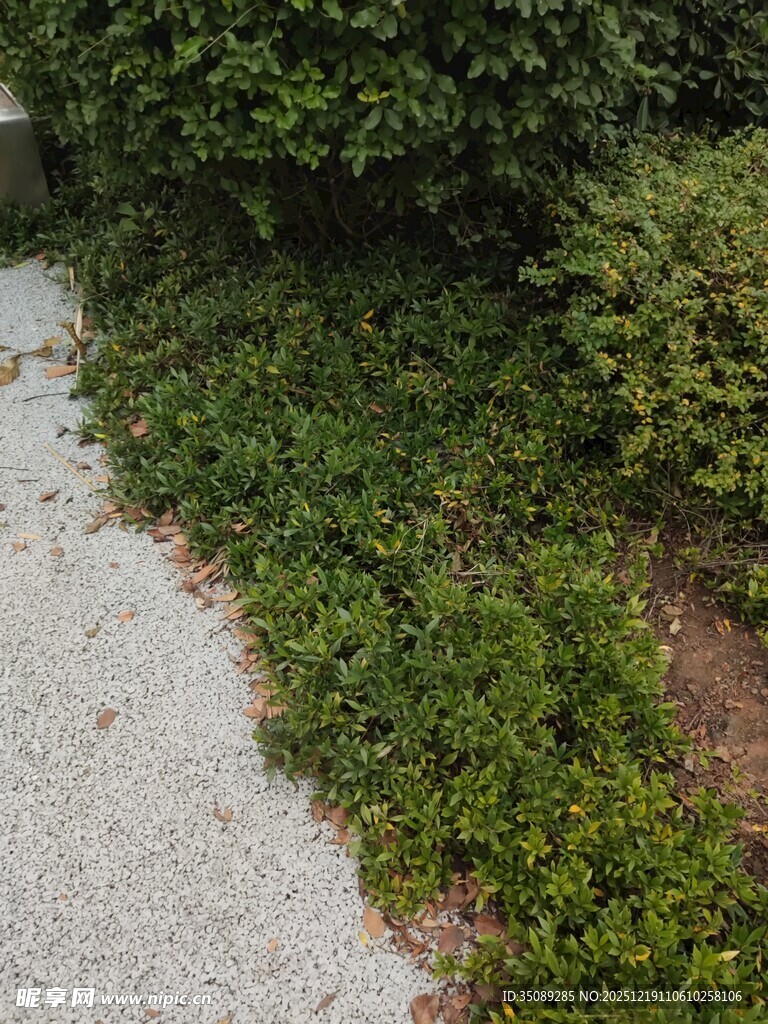 小径旁繁茂的绿植景观